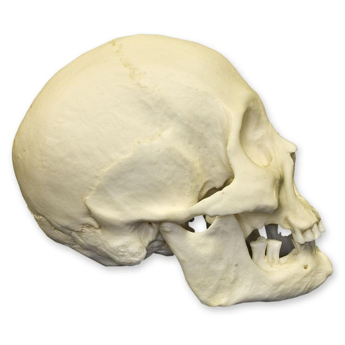 Replica Human Skull - American Indian Female