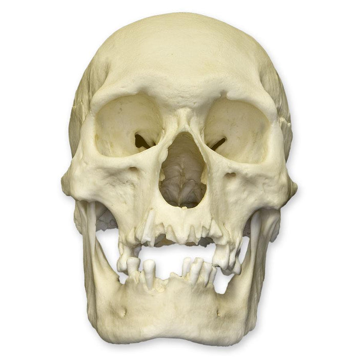 Replica Human Skull - Polynesian Male