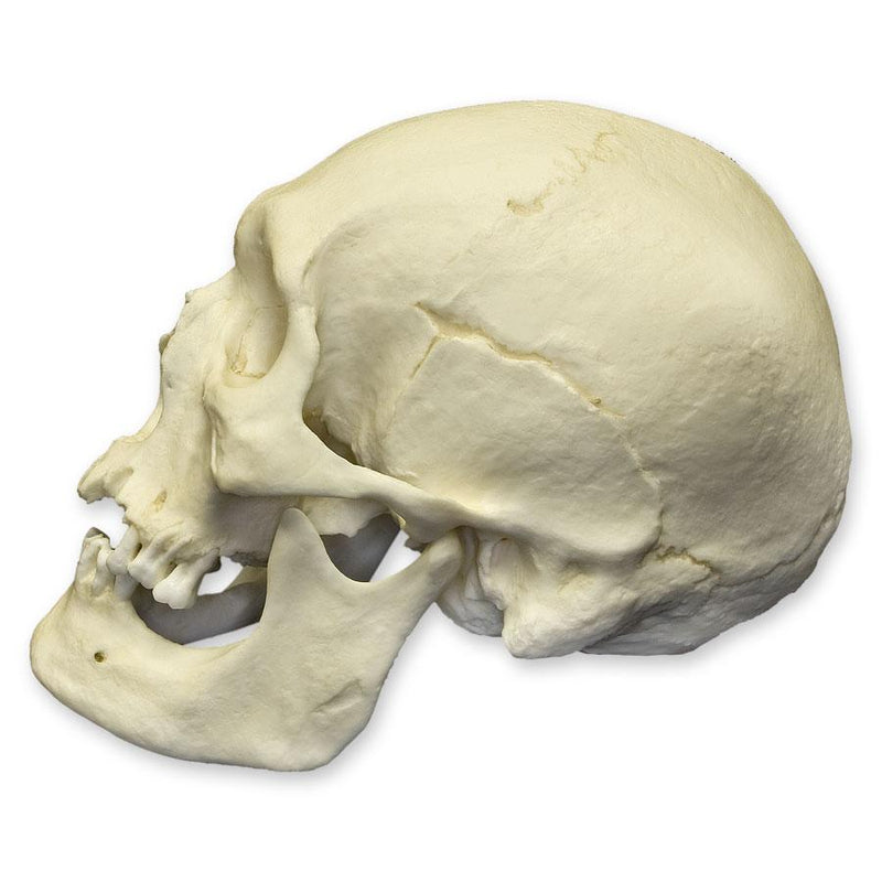 Replica Human Skull - Polynesian Male