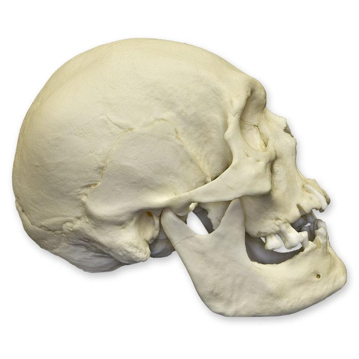 Replica Human Skull - Polynesian Male