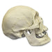 Replica Human Skull - Polynesian Male