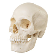 Replica Human Skull - European Female