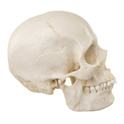Replica Human Skull - European Female