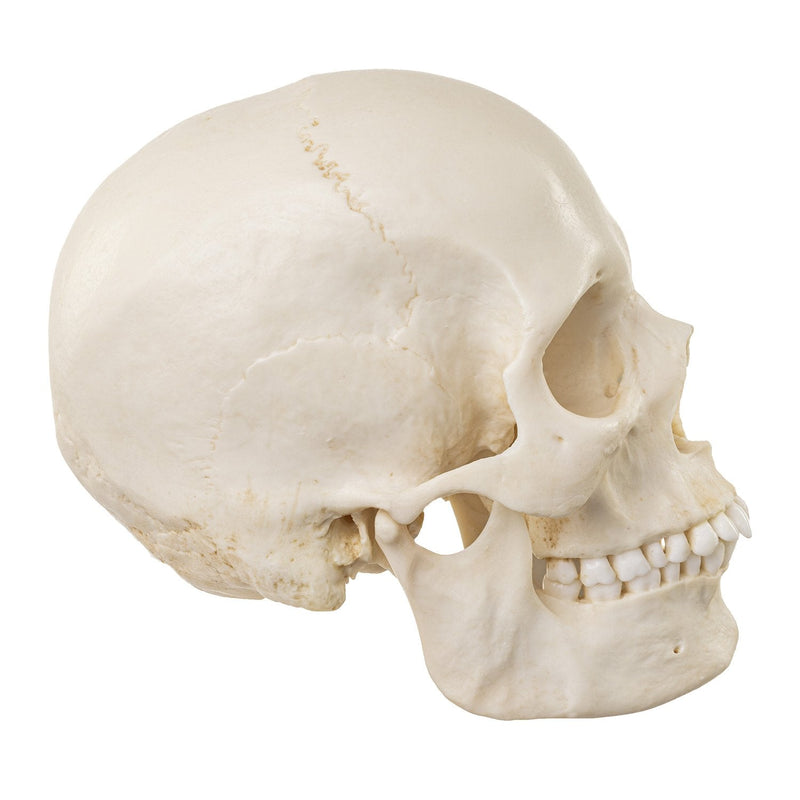 Replica Human Skull - European Female
