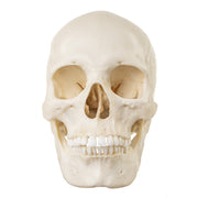 Replica Human Skull - European Female