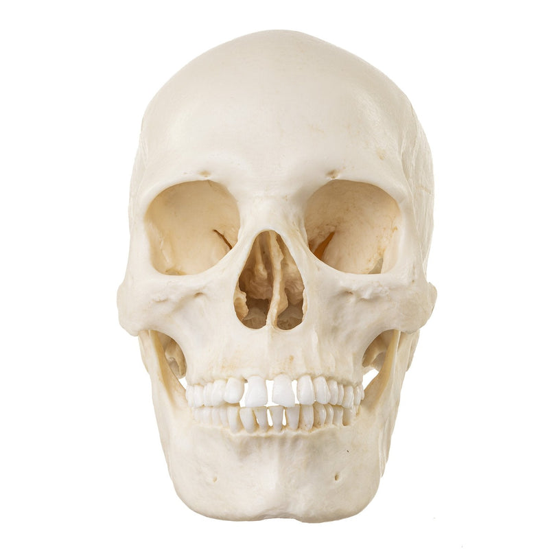 Replica Human Skull - European Female