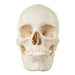 Replica Human Skull - European Female