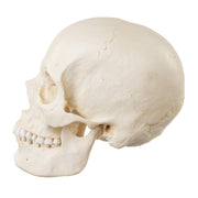 Replica Human Skull - European Female