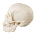 Replica Human Skull - European Female