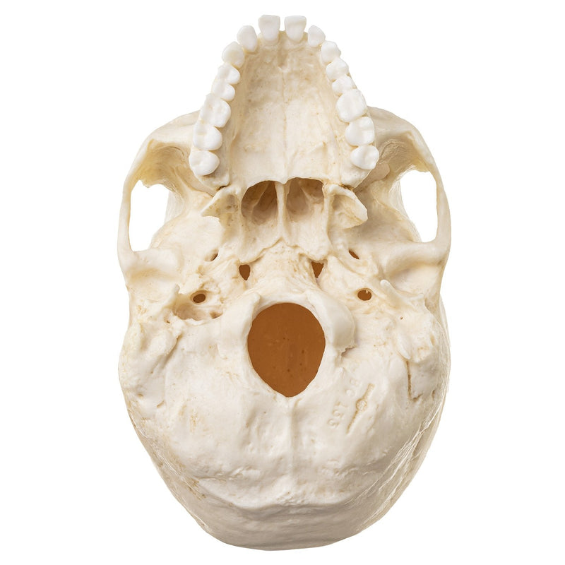 Replica Human Skull - European Female