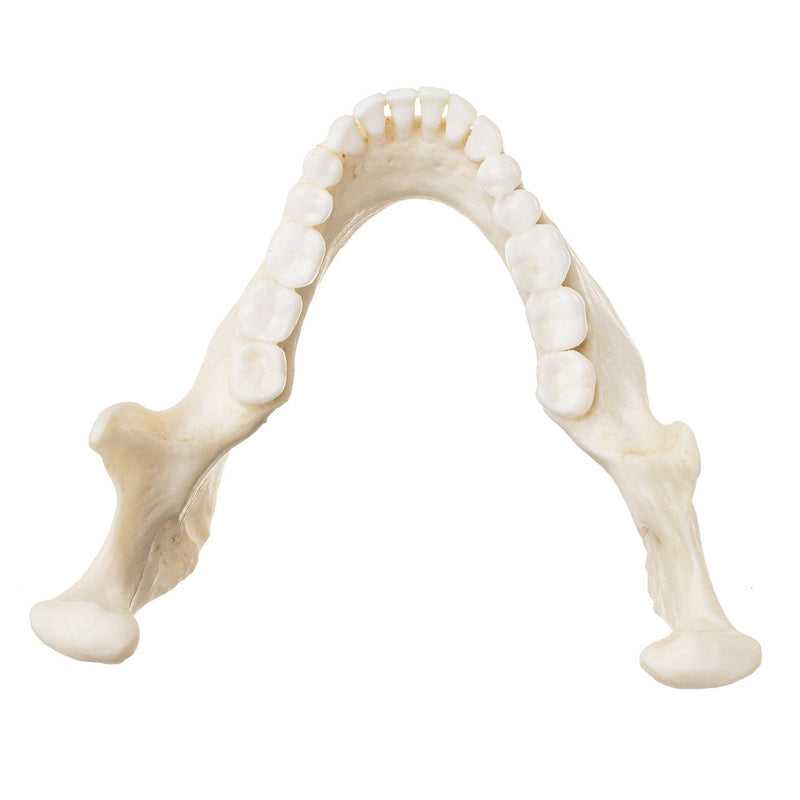 Replica Human Skull - European Female