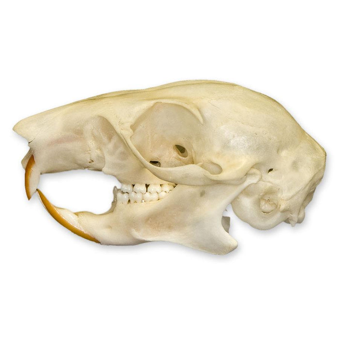 Real Plantain Squirrel Skull