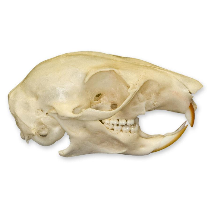 Real Plantain Squirrel Skull