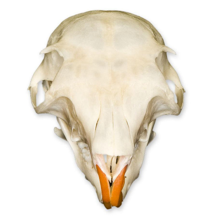 Real Plantain Squirrel Skull