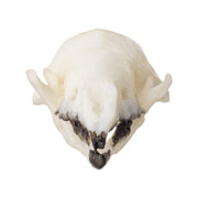 Replica Northern Short-tailed Shrew Skull