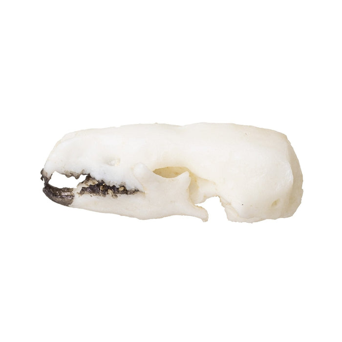 Replica Northern Short-tailed Shrew Skull