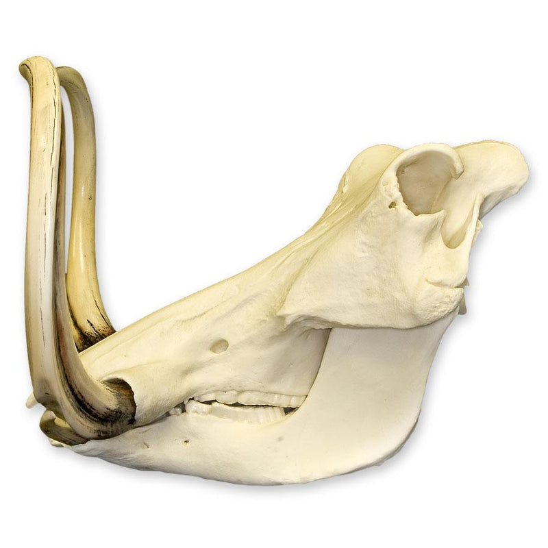 Replica Warthog Skull