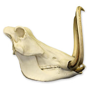 Replica Warthog Skull