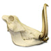 Replica Warthog Skull