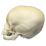 Replica 15-month-old Human Child Skull