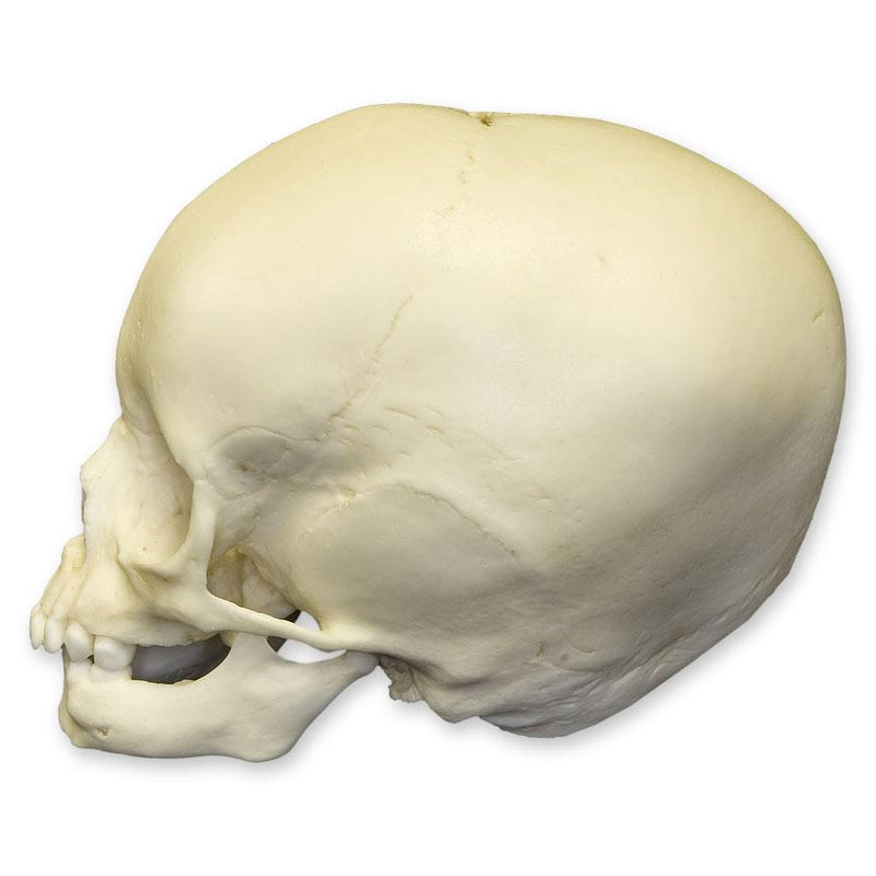 Replica 15-month-old Human Child Skull