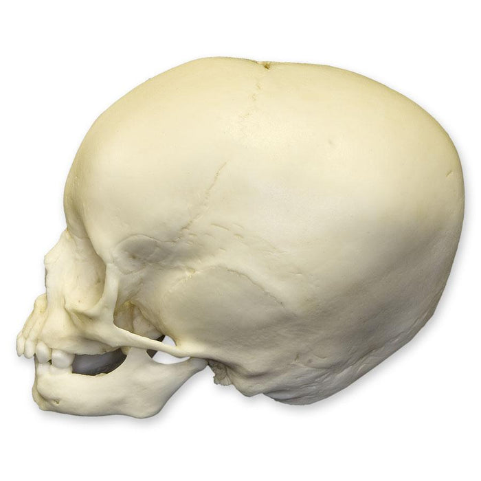 Replica 15-month-old Human Child Skull