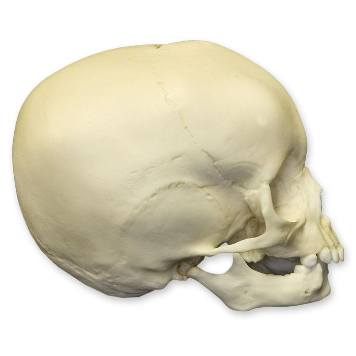 Replica 15-month-old Human Child Skull