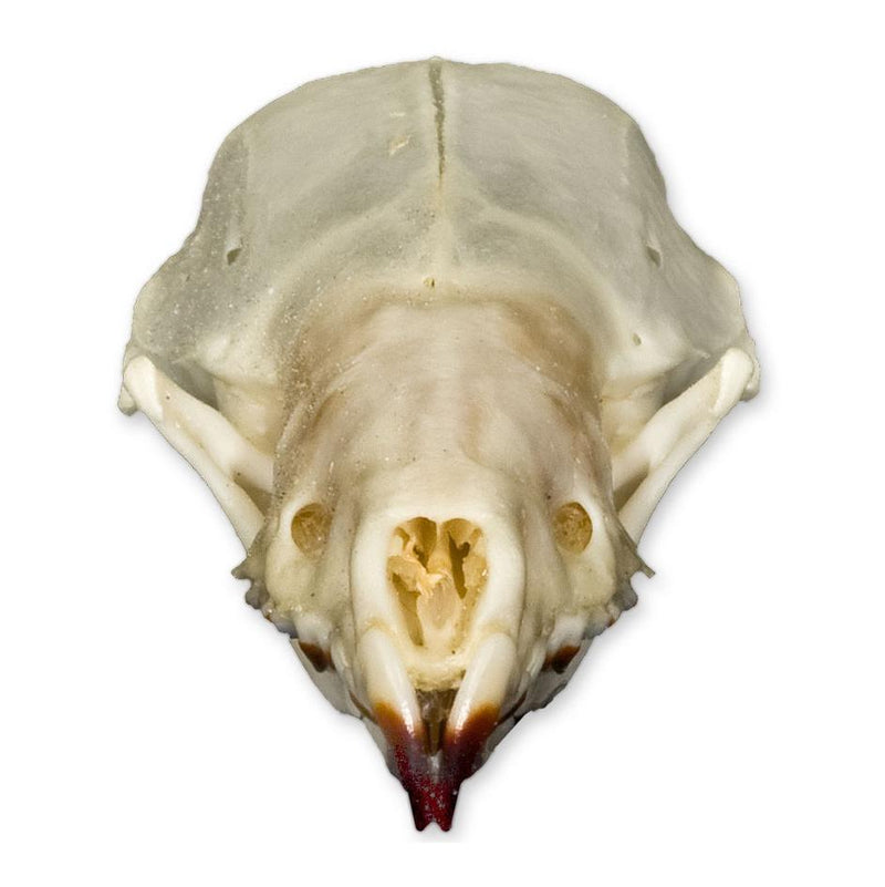 Real Shrew Skull