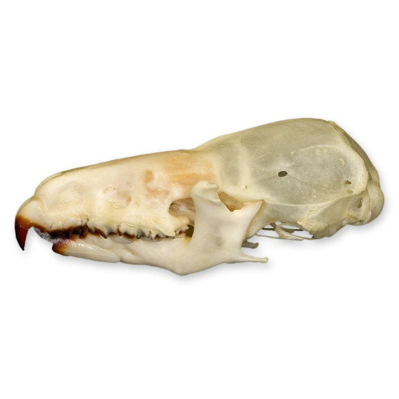 Real Shrew Skull
