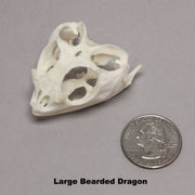 Real Bearded Dragon Skull