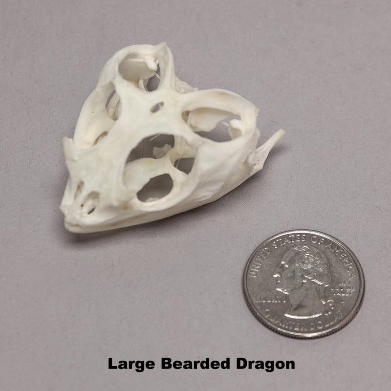 Real Bearded Dragon Skull
