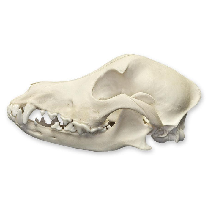 Real Domestic Dog Skull