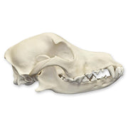 Real Domestic Dog Skull