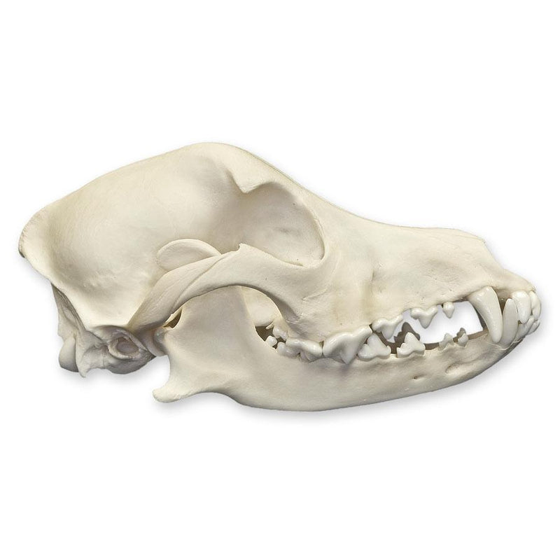 Real Domestic Dog Skull
