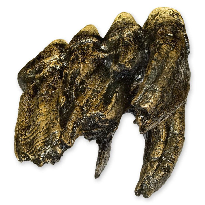 Replica Mastodon Tooth
