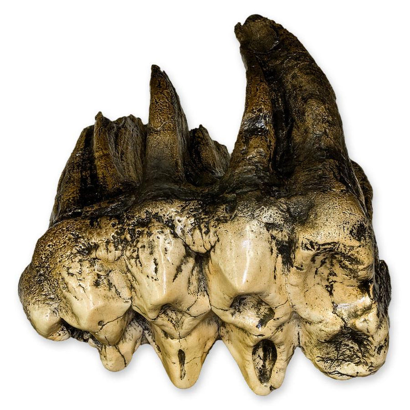 Replica Mastodon Tooth