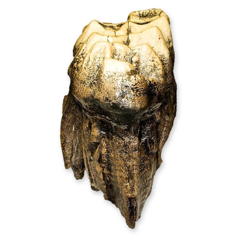 Replica Mastodon Tooth