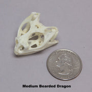 Real Bearded Dragon Skull