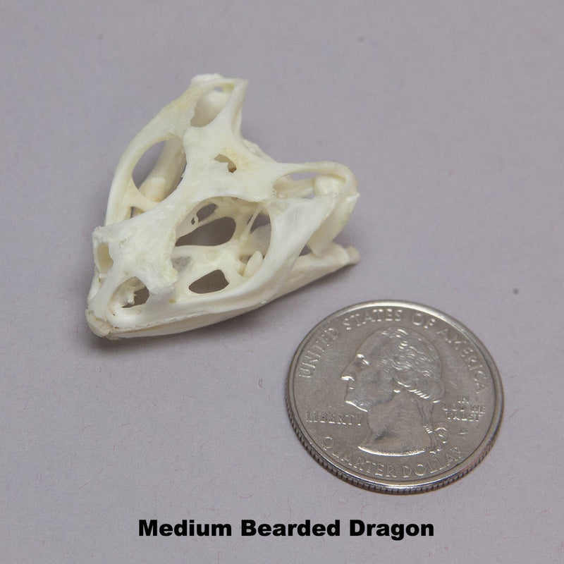 Real Bearded Dragon Skull