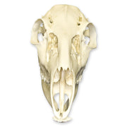 Replica Female White-tailed Deer Skull - Economy