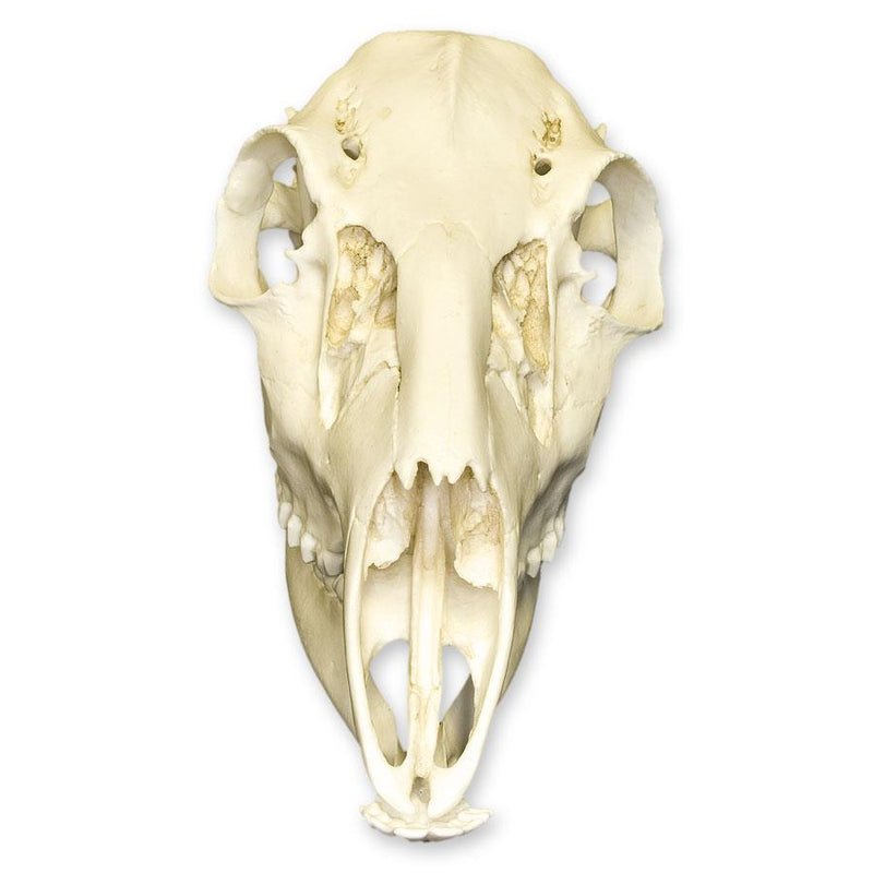 Replica Female White-tailed Deer Skull - Economy