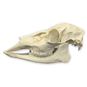 Replica Female White-tailed Deer Skull - Economy
