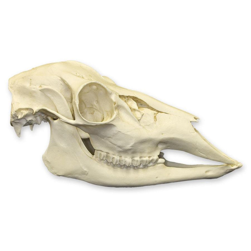 Replica Female White-tailed Deer Skull - Economy