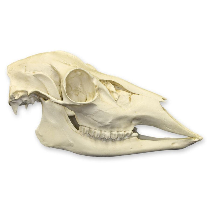 Replica Female White-tailed Deer Skull - Economy