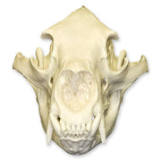Replica American Black Bear Skull - Economy