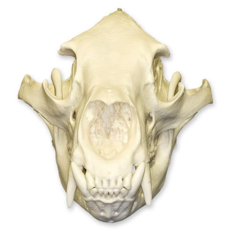 Replica American Black Bear Skull - Economy