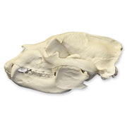 Replica American Black Bear Skull - Economy