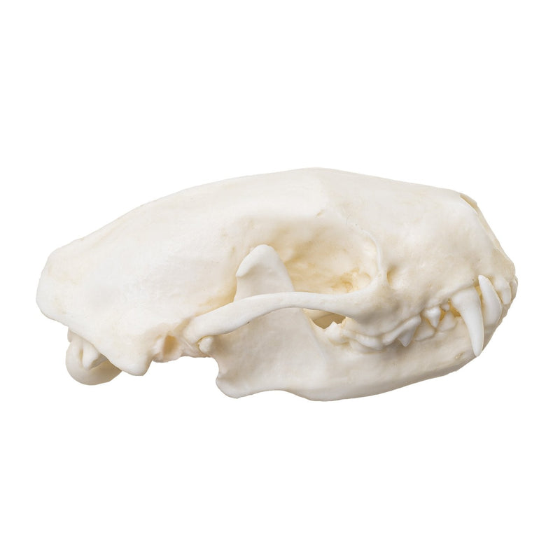 Replica Striped Skunk Skull