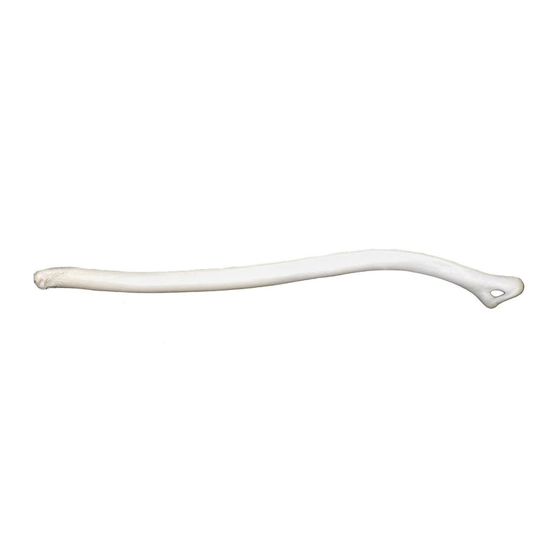 Real Marten Baculum