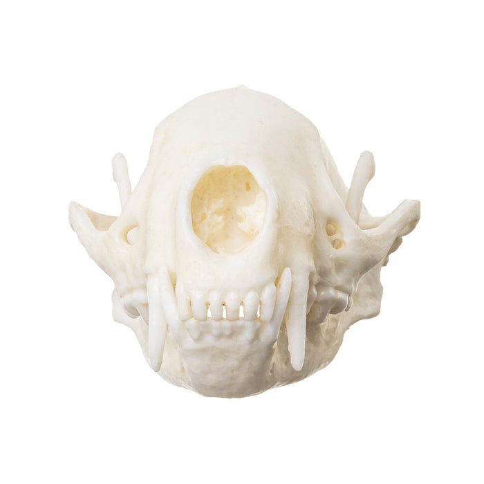 Replica Striped Skunk Skull